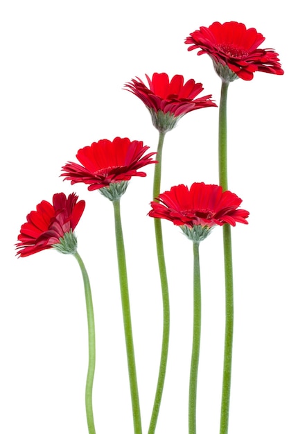 Fleurs verticales de gerberas rouges avec une longue tige isolée sur un fond blanc Bouquet de printemps