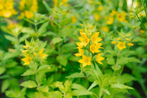 Fleurs de verveine jaune au printemps dans le jardin