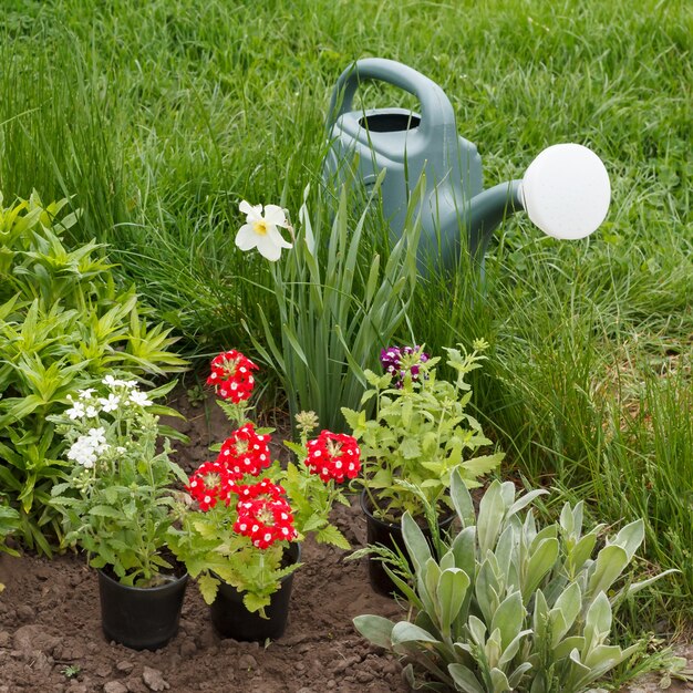 Fleurs de verveine rouge et arrosoir dans un lit de jardin avec de l'herbe verte à la surface