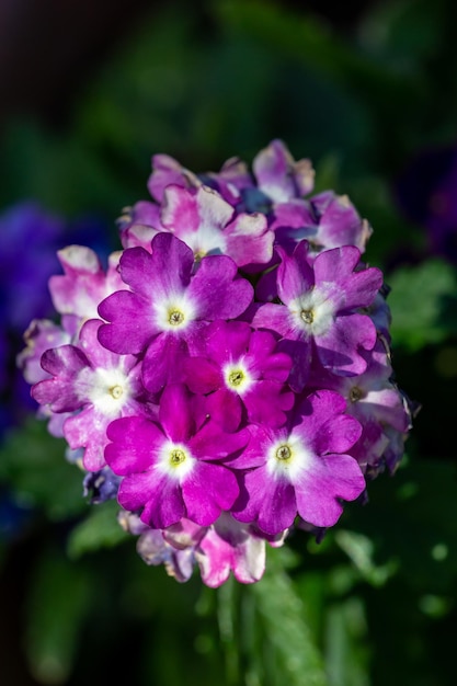 Fleurs de verveine violette en fleurs sur une journée ensoleillée photo gros plan