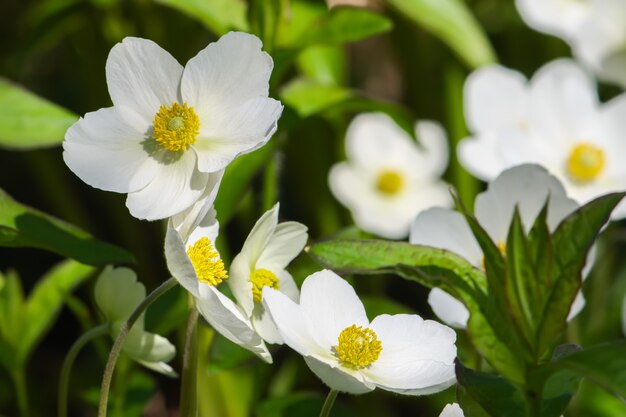 Fleurs de Vestal anémone