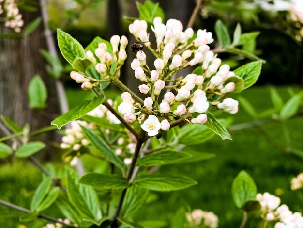 Photo fleurs d'un viburnum à feuilles de cuir viburnum rhytidophyllum