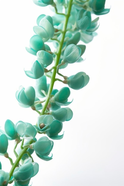 Fleurs de vigne de jade sur fond blanc créées avec l'IA générative