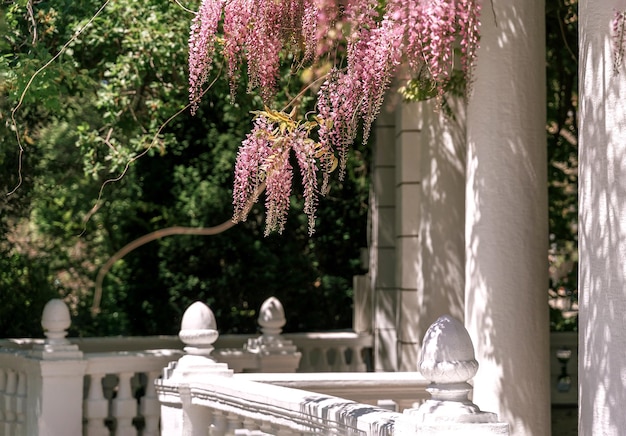 Photo des fleurs de vigne roses en fleurs grimpant au sommet des colonnes blanches du pavillon par une journée ensoleillée