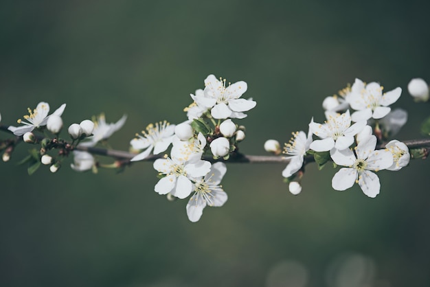 Fleurs vintage prune