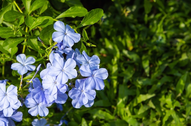 Fleurs violet pâle ou Plumbago dans le jardin.