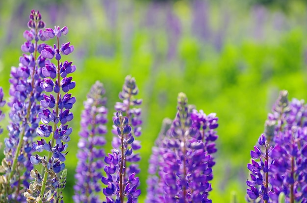 Fleurs violettes abstraites sur le terrain