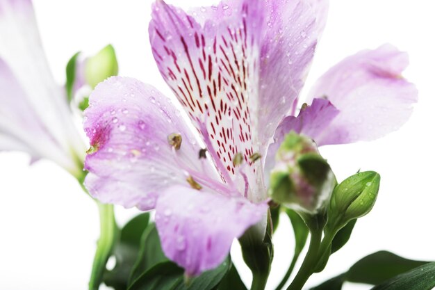 Fleurs violettes alstroemeria