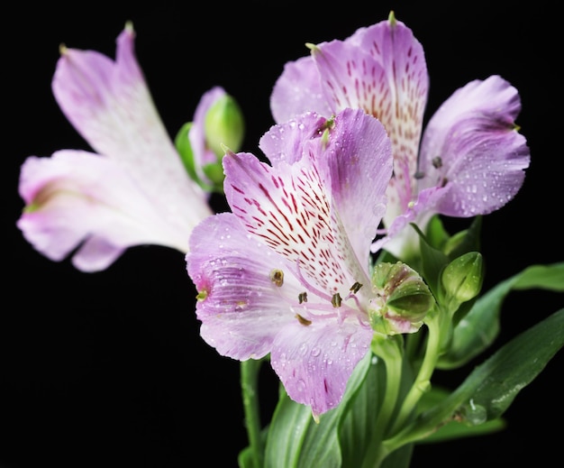 Fleurs violettes alstroemeria