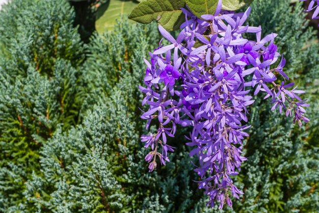 Photo des fleurs violettes sur un arrière-plan vert