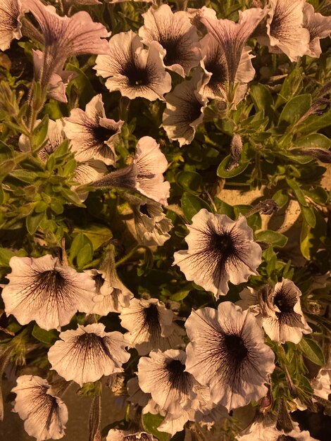 Photo fleurs violettes au crépuscule