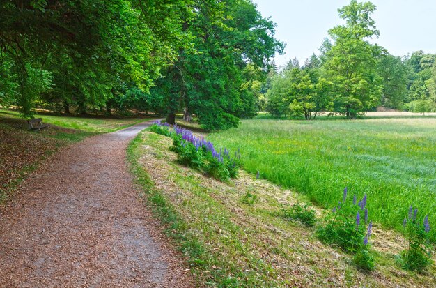 Fleurs violettes sur le bord de la voie dans le parc d'été