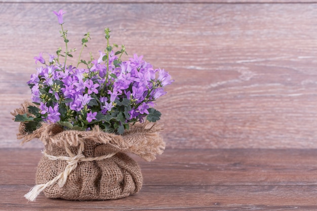 Fleurs violettes Campanula fraîches en sac sur fond blanc