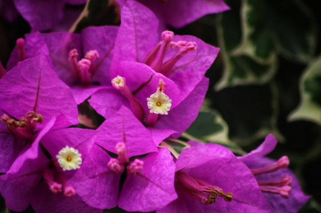 Fleurs violettes avec un centre blanc et un centre jaune