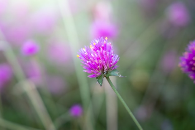 Fleurs violettes sur champ vert