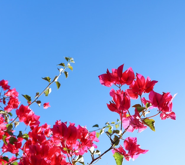 Fleurs violettes colorées de begonville contre un ciel bleu