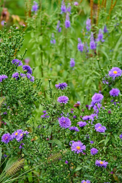 Fleurs violettes colorées poussant dans un jardin Gros plan de beaux et vibrants symphyotrichum novibelgii ou asters de New York de l'espèce des astéracées qui fleurissent dans la nature par une journée ensoleillée au printemps