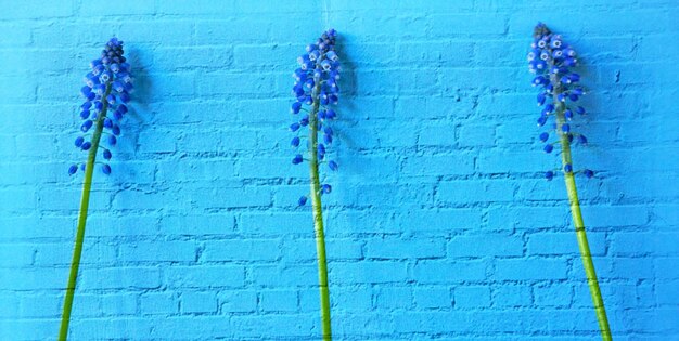 Photo des fleurs violettes contre le ciel bleu