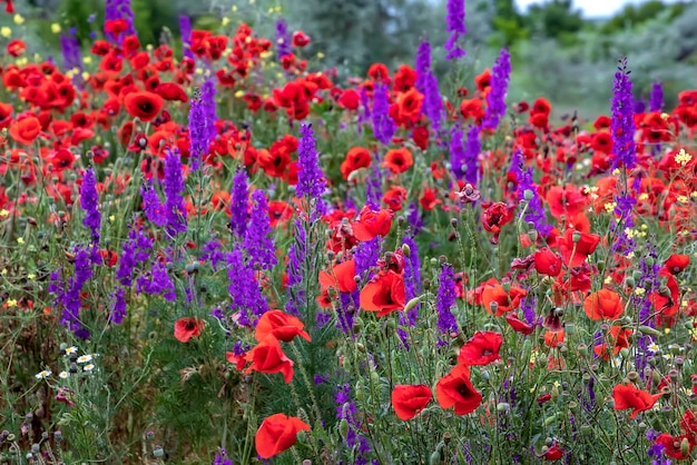 Fleurs violettes et coquelicots fleurissent dans un champ sauvage Belles fleurs rurales avec mise au point sélective