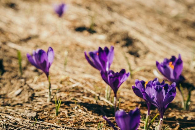 Fleurs violettes crocus sur l'herbe jaune un printemps