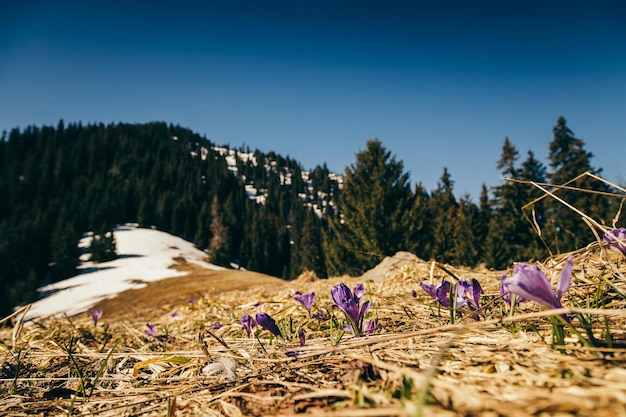 Fleurs violettes crocus et perce-neige sur le printemps d'herbe jaune