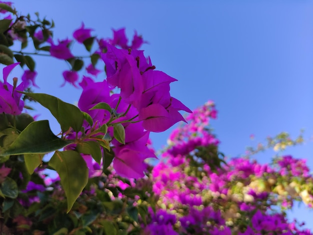 Fleurs violettes dans le ciel