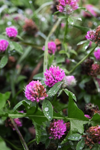 Photo des fleurs violettes dans la forêt avec de la rosée après la pluie sur les feuilles