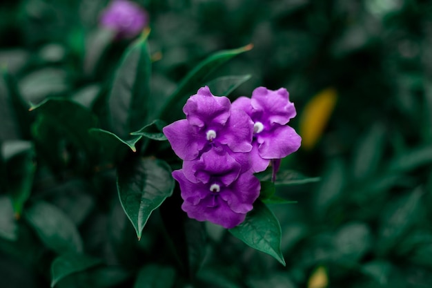 Photo fleurs violettes dans le jardin