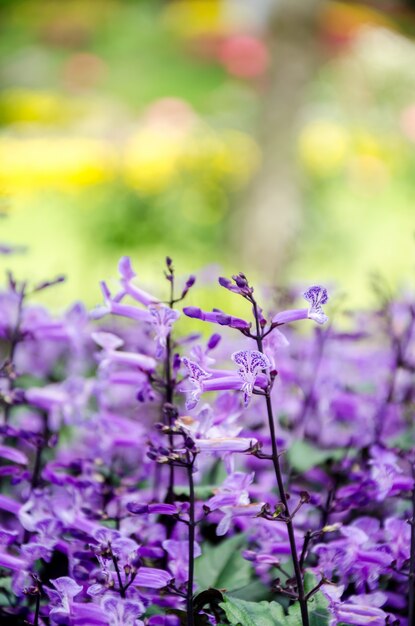 Fleurs violettes dans le jardin