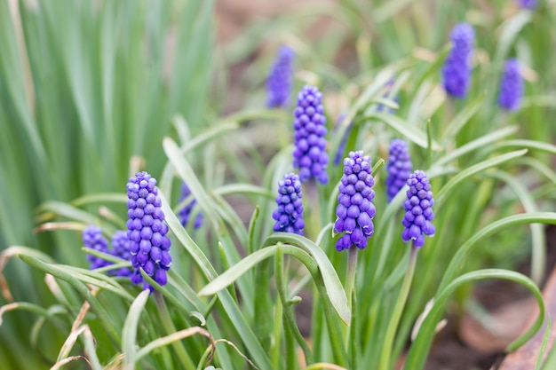 Fleurs violettes dans le parterre de fleurs. Gros plan de fleurs printanières