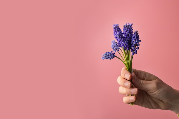 Fleurs violettes dans un petit bouquet dans une main féminine sur fond rose