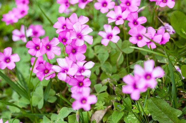 Fleurs violettes dans le pré au printemps