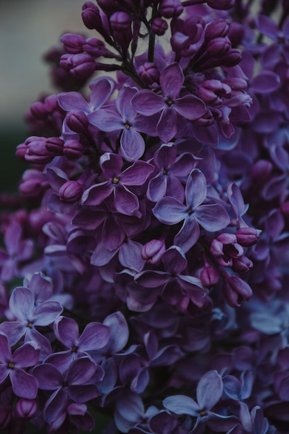 des fleurs violettes dans un vase