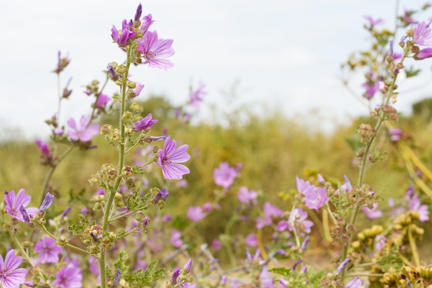 Fleurs violettes dans le vent