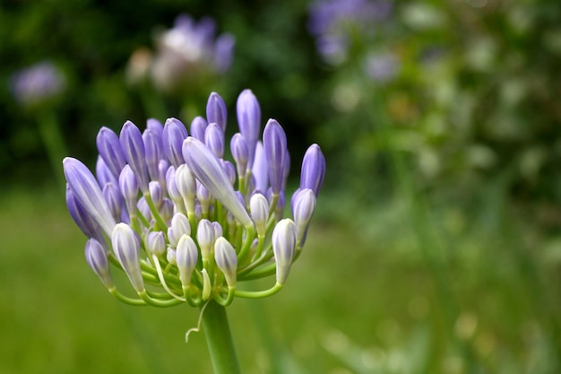 Fleurs violettes fermées