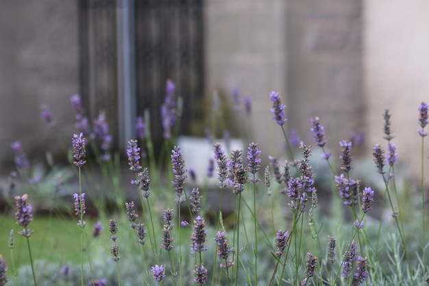 Des fleurs violettes fleurissent sur le champ