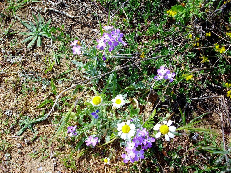 Photo des fleurs violettes fleurissent dans le champ.
