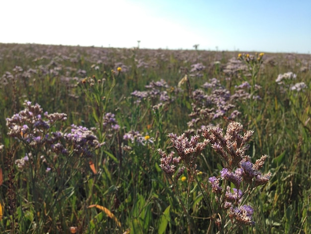 Photo des fleurs violettes fleurissent dans le champ.