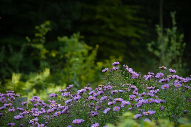 Les fleurs violettes fleurissent dans le jardin