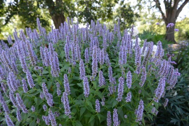 Photo des fleurs violettes fleurissent dans le parc.