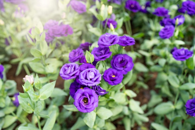 Fleurs violettes en fleurs au jardin.