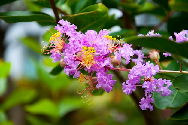 Fleurs violettes en fleurs d'été belle myrte de crêpe