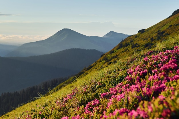 Fleurs violettes en fleurs Majestueuses montagnes des Carpates Beau paysage de nature intacte