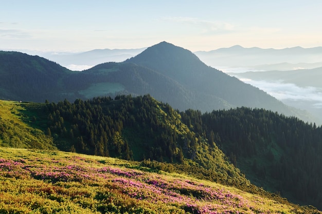 Fleurs violettes en fleurs Majestueuses montagnes des Carpates Beau paysage de nature intacte