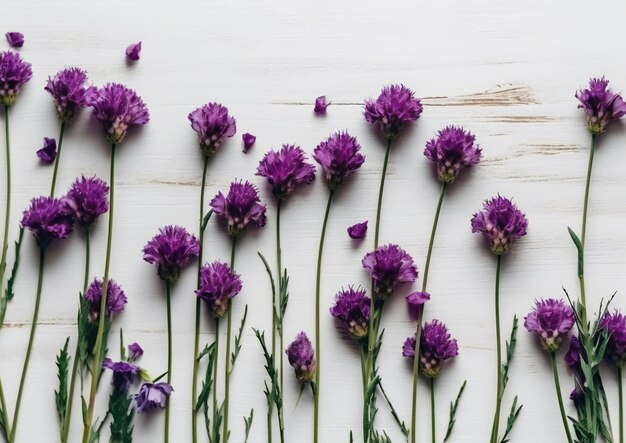 Fleurs violettes sur fond blanc