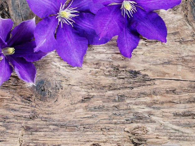 Fleurs violettes sur fond en bois