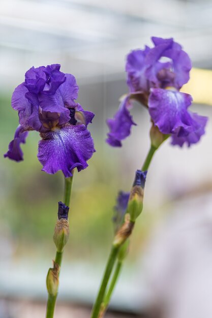 Fleurs violettes avec fond coloré flou