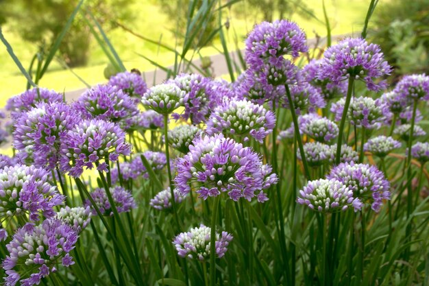 Fleurs violettes en fond d'éclairage de jour ensoleillé avec champ vert