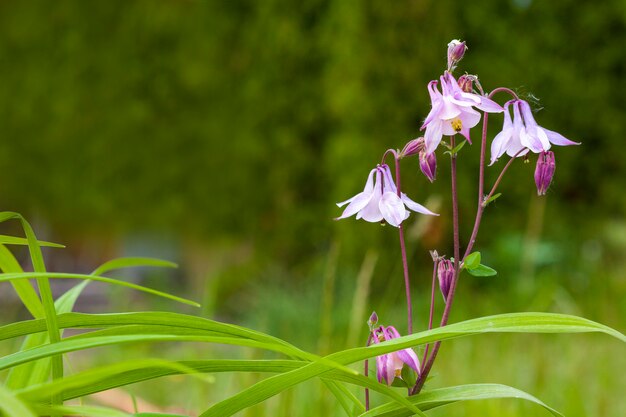 Fleurs violettes fond flou