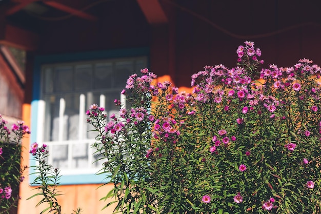 Fleurs violettes sur fond de maison en bois orange